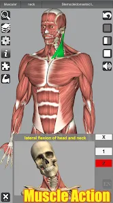 تحميل تطبيق 3D Anatomy مهكر Apk للاندرويد والايفون 2025 اخر اصدار مجانا