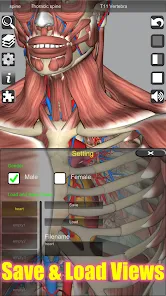 تحميل تطبيق 3D Anatomy مهكر Apk للاندرويد والايفون 2025 اخر اصدار مجانا